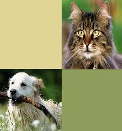 MELOXIDYL 5 MG/ML CÃES E GATOS - Meloxicam 5 mg/ml