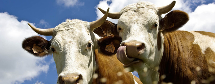 Cows_frontface