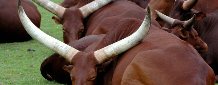 Sat Cows