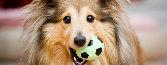 Dog Playing