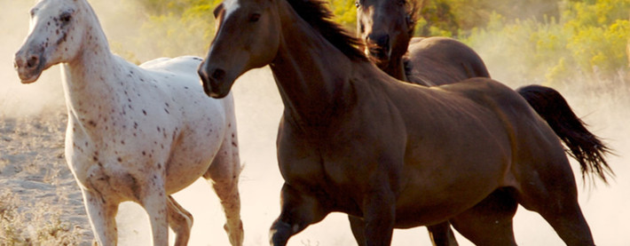Horse running picture