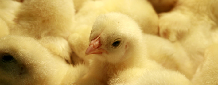 Baby poultry