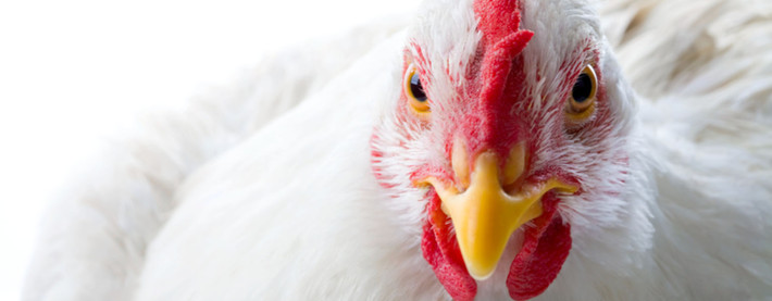 Poultry face