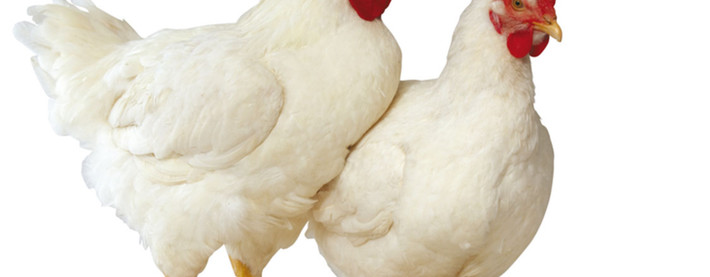 Poultry family