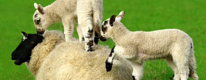 baby sheep