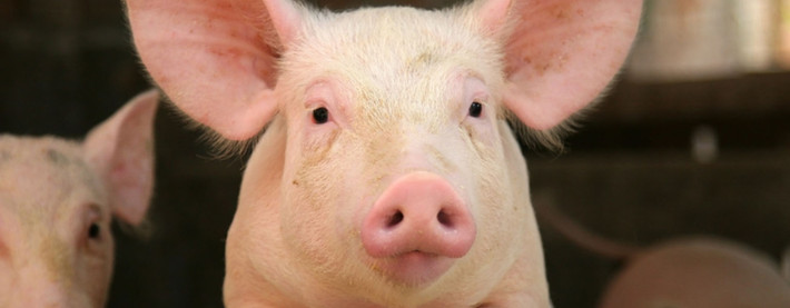 pig frontface