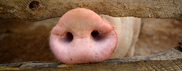 Pig Nose