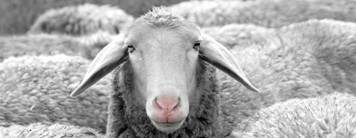 Ovine 