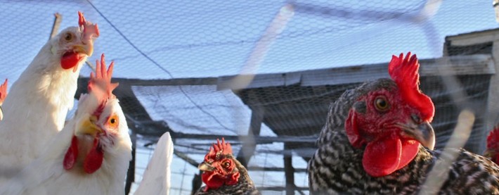 Poultry 